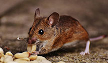 24 Hour & Emergency Exterminators in Mountain View, CA